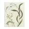 Stupell Industries Neutral Snowdrop Stems Canvas, design by June Erica Vess